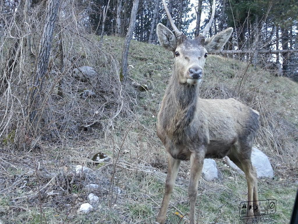 Готель La Pieja Опі Екстер'єр фото